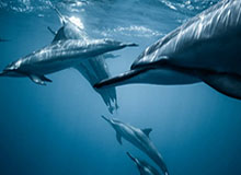 足协：大连某俱乐部提起民事诉讼，张某某纠纷案中止审理